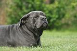 CANE CORSO 1305
